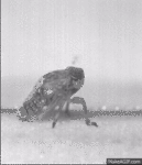 Chef_boi_r_u_dum's Avatar