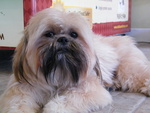 CCC's Avatar